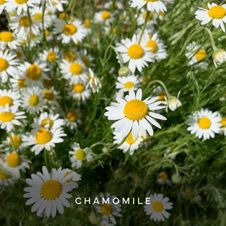 Chamomile