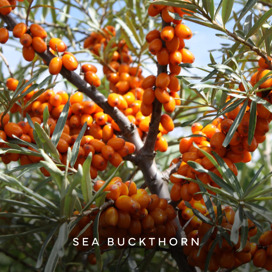 Sea Buckthorn