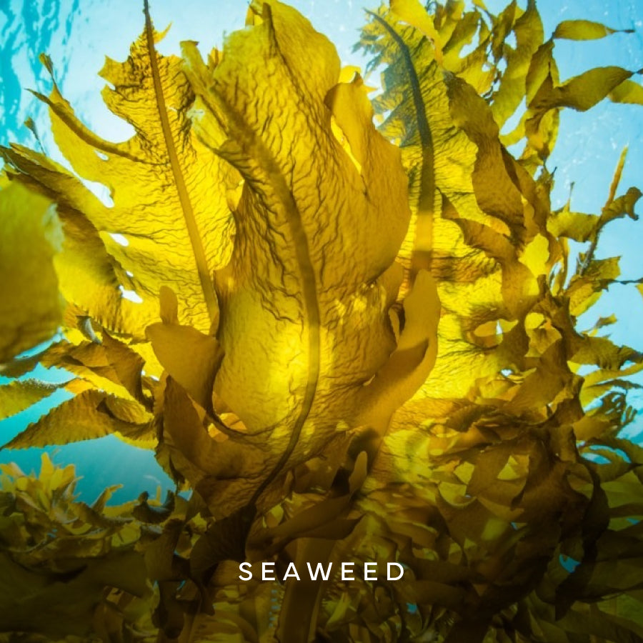 Seaweed