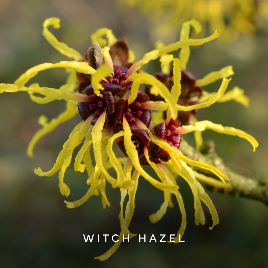 Witch Hazel